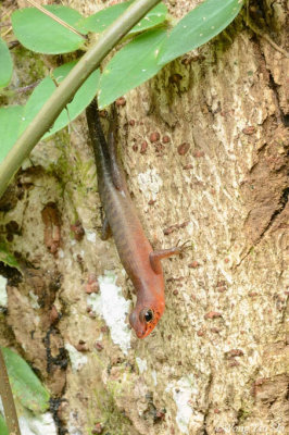 <i>(Sphenomorphus sabanus)</i> <br /> Sabah Litter Lizard