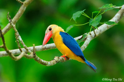 (Pelargopsis capensis innominata) Stork-billed Kingfisher