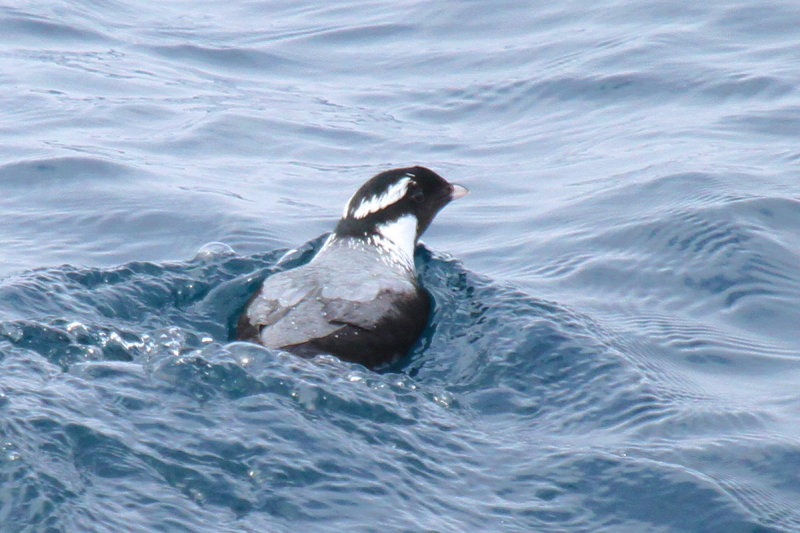 Ancient Murrelet