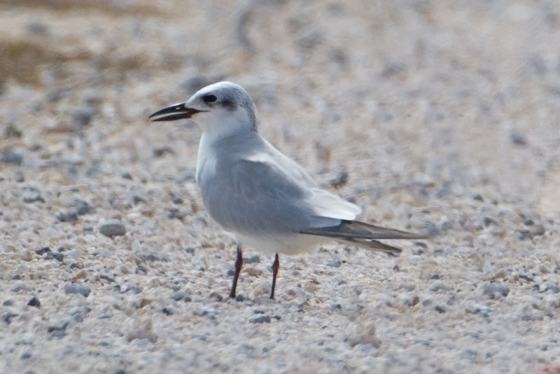 Gull-billed-Tern.jpg