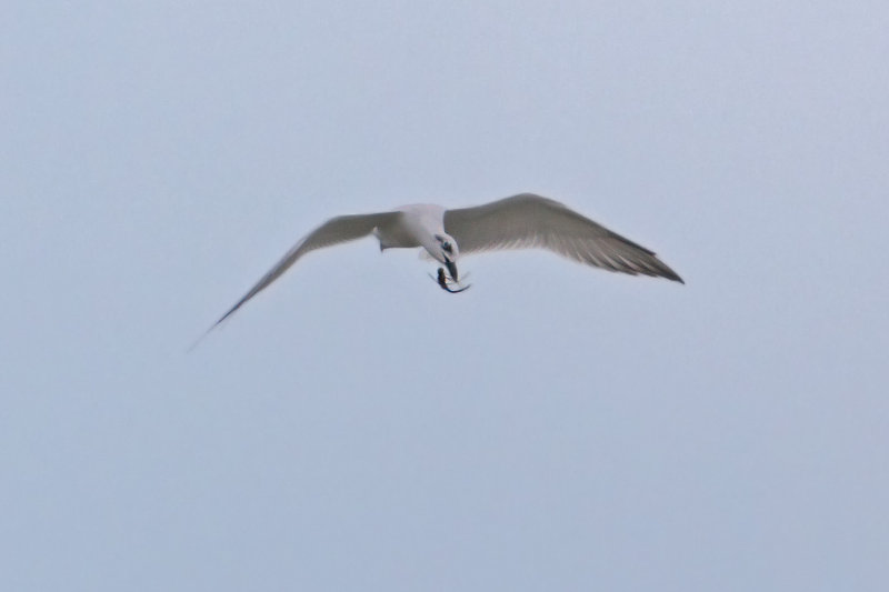 Gull-billed-Tern-w_dragonfly.jpg