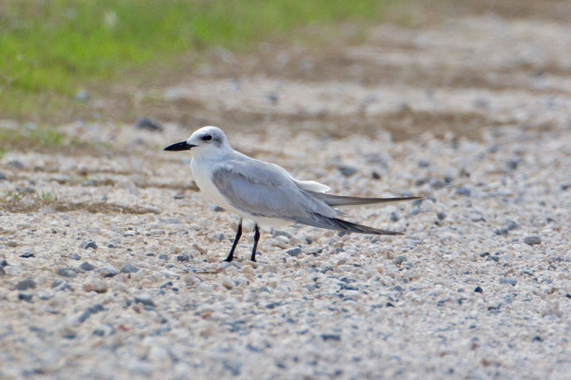 Gull-billed-Tern-5303.jpg