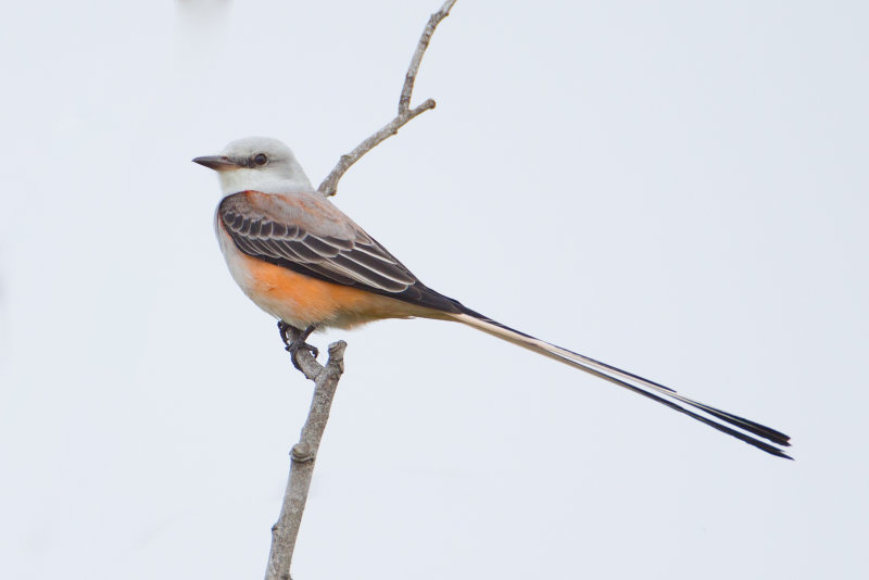 Scissor-tailed-Flycatcher-5356.jpg