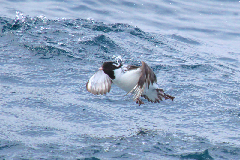 Ancient Murrelet CS 1200x800.png