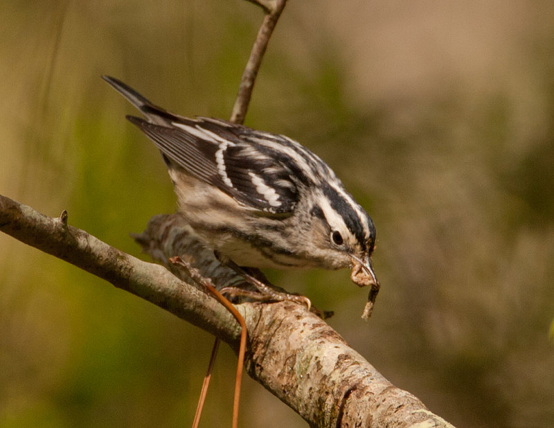 Black and White Warbler2245.jpg