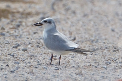 Gull-billed-Tern.jpg