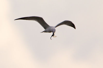 Gull-billed-Tern5316.jpg