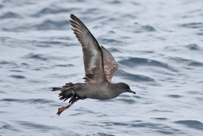 Short-tailed Shearwater9642.png