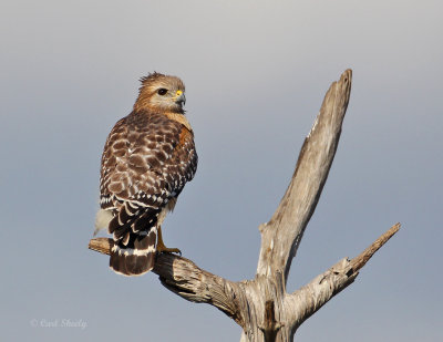 Red-shouldered Hawk5832.jpg