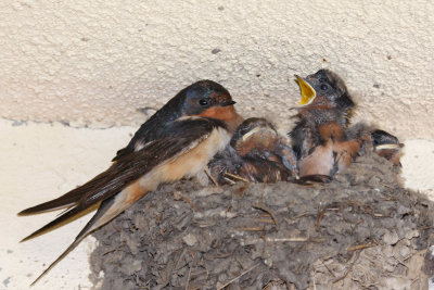 Barn-Swallow-with-chicks-web.jpg