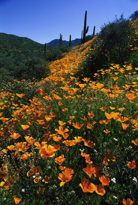 Apache Trail, Arizona.jpg