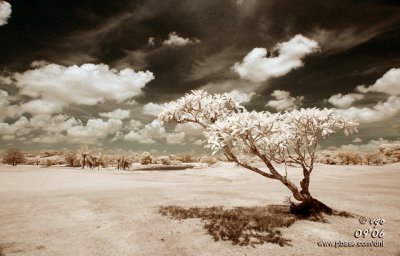 IR Photography 4