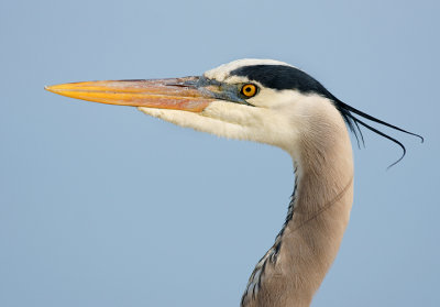 Breeding colors on display