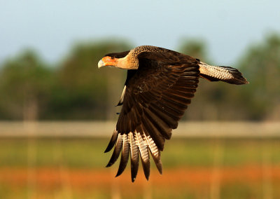 Cruising the wetlands