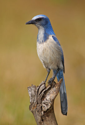 Alachua Conservation Trust Gazetteer, Cover Photo