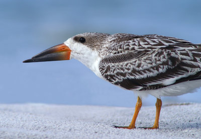 Fledgling