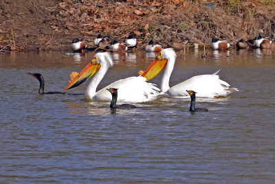 American White Pelican