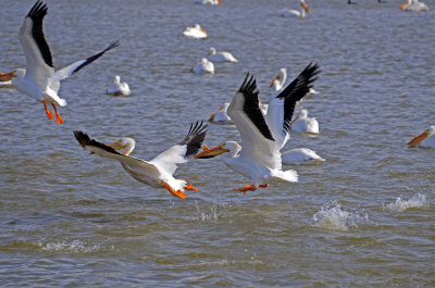 American White Pelicans 