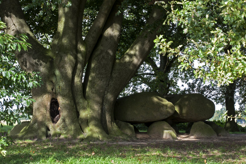 Megalithic tombe, Dolmen, Hunebed D21 #2 Bronneger West #3, Drenthe Netherlands