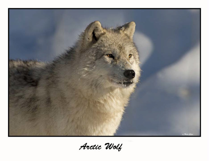 Arctic Wolf