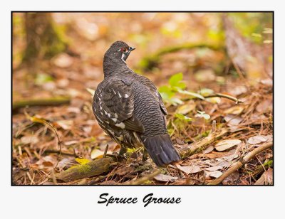 Spruce Grouse