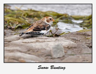 Snow Bunting