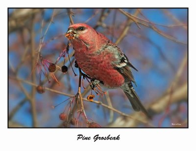 Pine Grosbeak