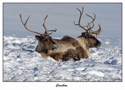 Caribou