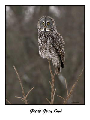 Great Gray Owl