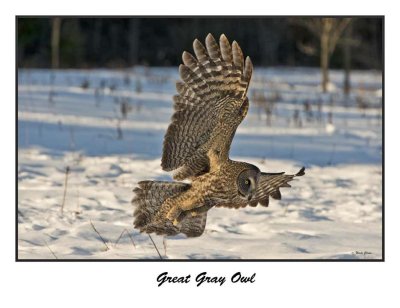 Great Gray Owl