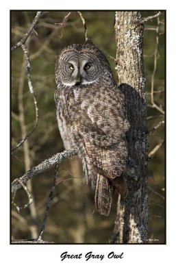 Great Gray Owl