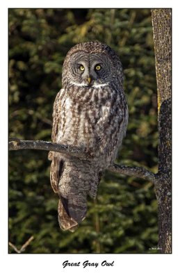 Great Gray Owl