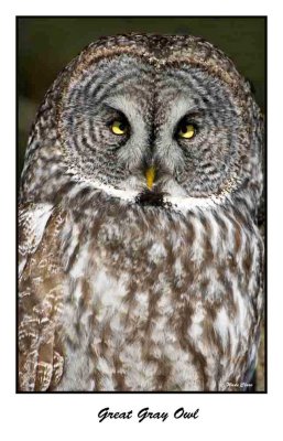 Great Gray Owl