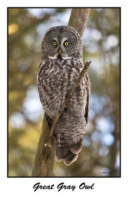 Great Gray Owl