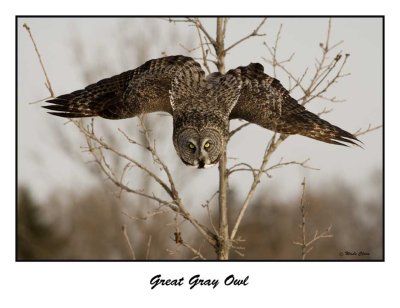 Great Gray Owl