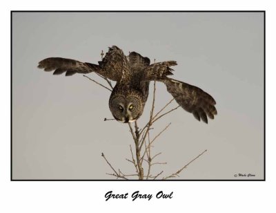 Great Gray Owl