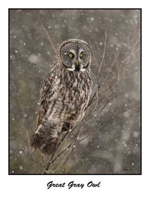 Great Gray Owl