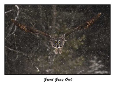 Great Gray Owl