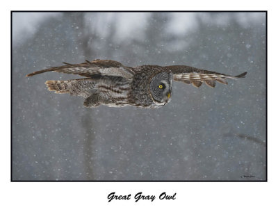 Great Gray Owl