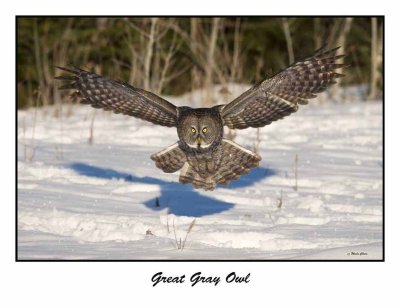 Great Gray Owl