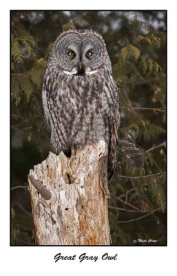 Great Gray Owl