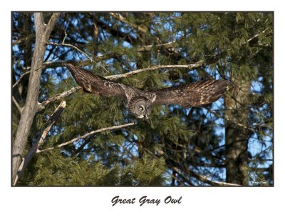 Great Gray Owl