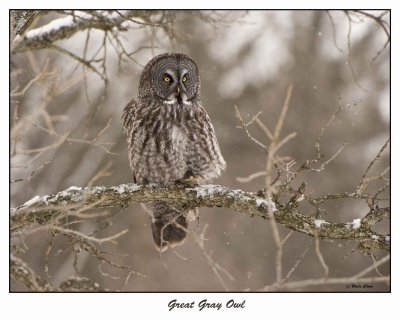 Great Gray Owl