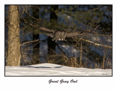 Great Gray Owl