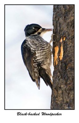 Black-backed Woodpecker