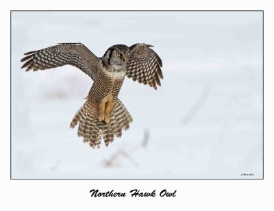 Northern Hawk Owl