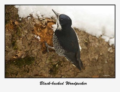 Black-backed Woodpecker