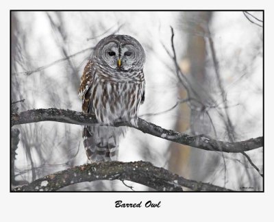 Barred Owl