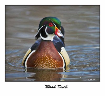 Wood Duck