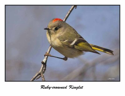 Ruby-crowned Kinglet